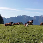Daire Brunarica Na Goreljeku, Pokljuka Bohinj