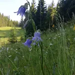 Brunarica Na Goreljeku, Pokljuka *