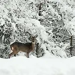 Brunarica Na Goreljeku, Pokljuka Apartman