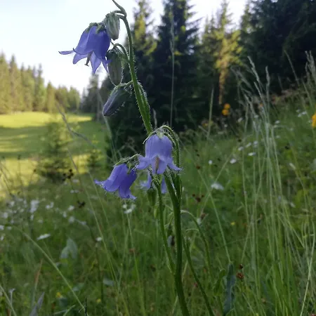 Brunarica Na Goreljeku, Pokljuka *