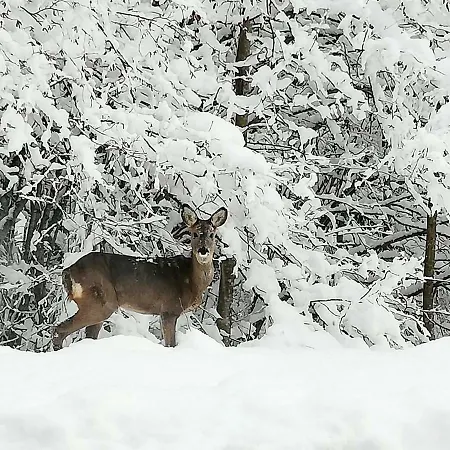 Brunarica Na Goreljeku, Pokljuka Apartman
