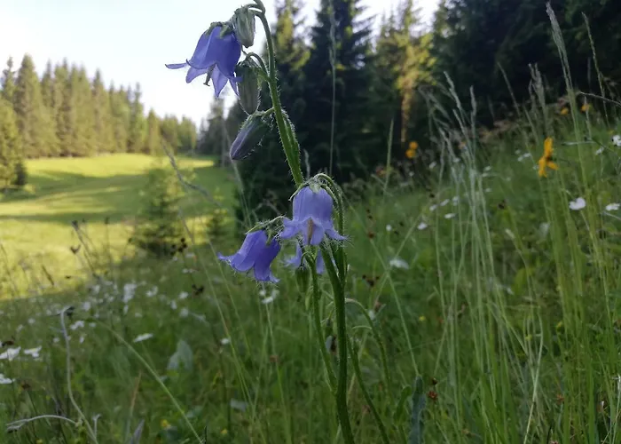 Brunarica Na Goreljeku, Pokljuka *