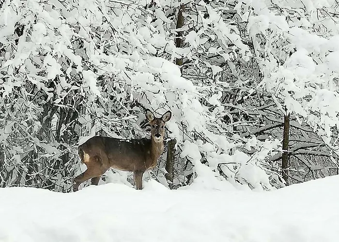 Brunarica Na Goreljeku, Pokljuka Apartma